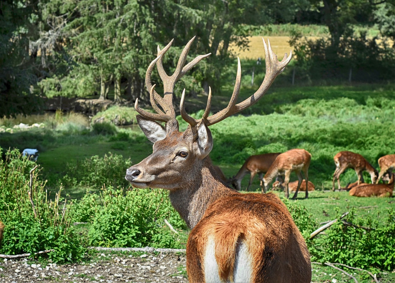 Besuch im Wildpark in Freisen